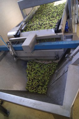 Zeytin işleme makinede bir fabrikada