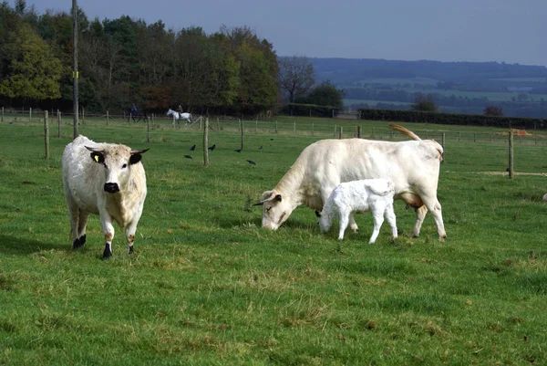 Bovins blancs britanniques. vache, taureau et veau dans un champ — Photo