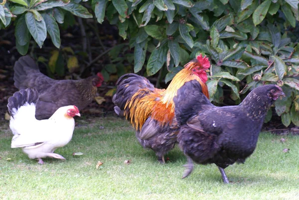 Κοτόπουλο. όρνιθες και κόκορα ή κόκορα. — Φωτογραφία Αρχείου
