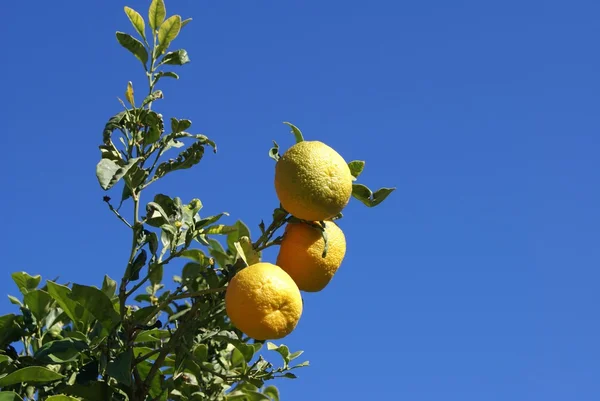 Mandarijnen — Stockfoto