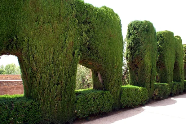 Hecke oder topiary, Weg, Alhambra, Granada, Spanien — Stockfoto