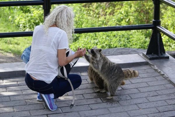 Tvättbjörn och en kvinna — Stockfoto