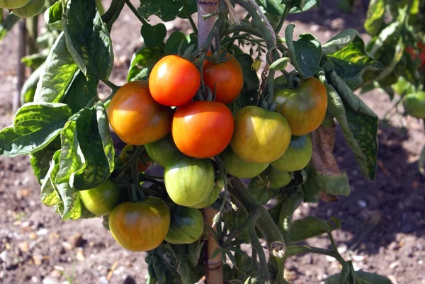 Tomatoes growing in a garden — Stock Photo, Image