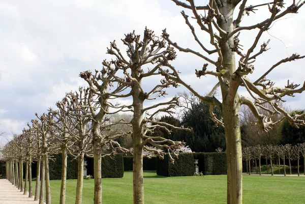 Árvores de inverno em um jardim topiário com sebes e urnas — Fotografia de Stock