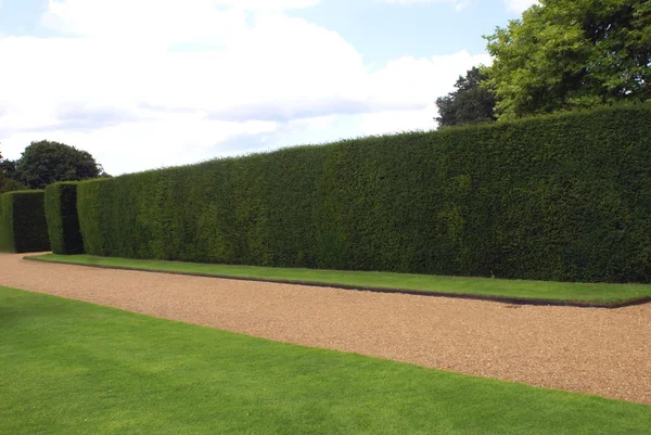 Yew hedge — Stock Photo, Image