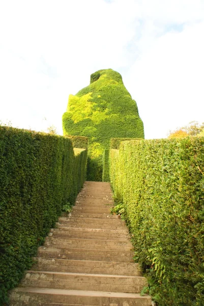 Stappen met heggen & Taxus topiary in Kortrijk Castle garden in Welshpool, Wales, Engeland — Stockfoto
