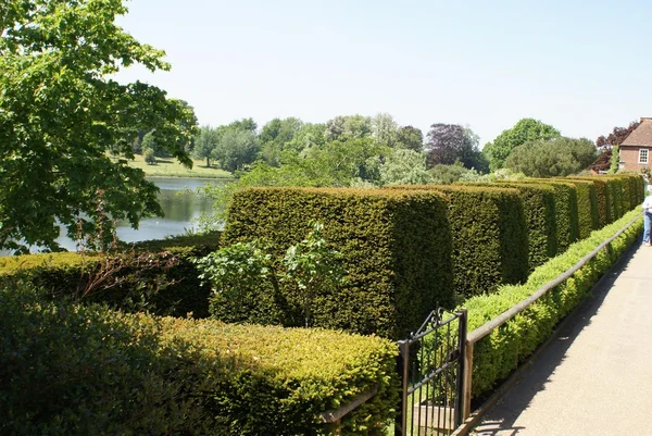 Yew topiary garden. Culpeper Garden at Leeds castle in Kent, England — Stock Photo, Image