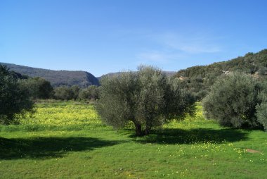 Zeytin alan n kalyves, Girit, Yunanistan bahar mevsiminde ağaçlar