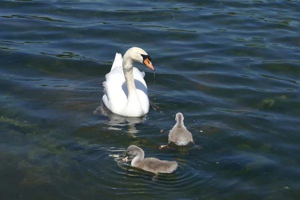 Biały łabędź i cygnets — Zdjęcie stockowe