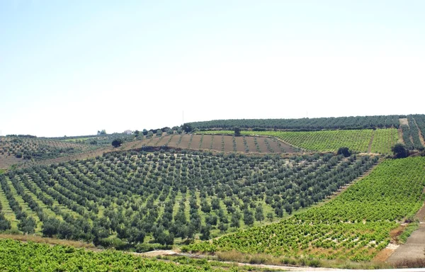 Вид с воздуха на сельскохозяйственные угодья Малаги в Андалусии, Испания — стоковое фото