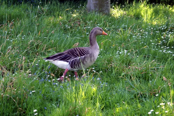 Eenden — Stockfoto