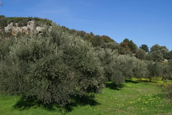 Oliveiras em Kalyves, Creta, Grécia durante a época da Primavera — Fotografia de Stock