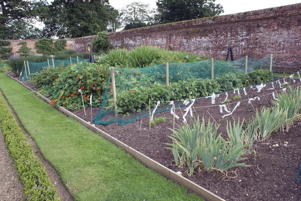 Vegetable garden in Felbrigg, Norfolk, England — Stockfoto