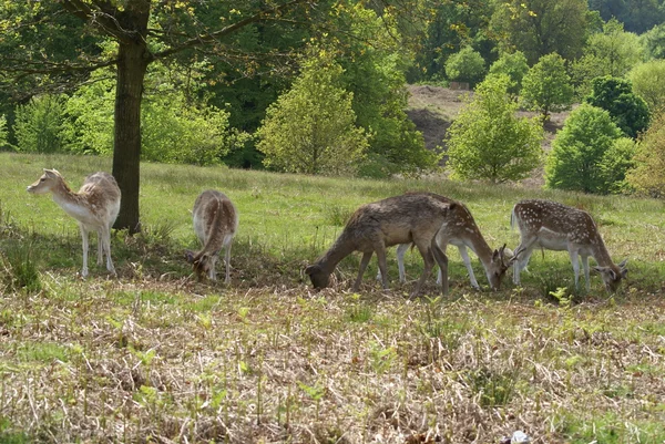 Fallow deer — Stock Photo, Image