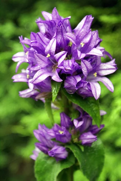 Flor púrpura —  Fotos de Stock