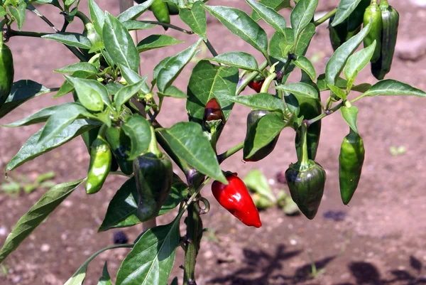 Jalapeno bitkisi