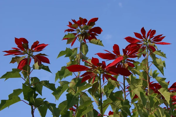 Poinsettia — Stockfoto