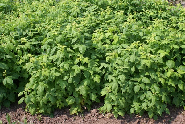 Raspberry canes — Stockfoto