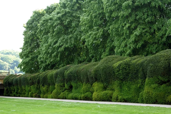 Yew topiary sculptured hedge — ストック写真