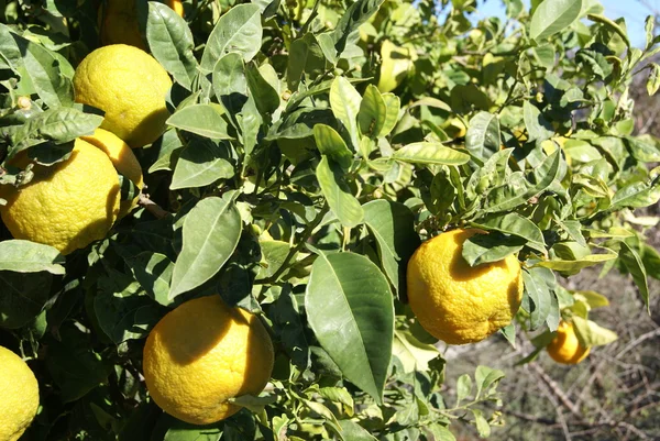 Tangerines growing on a tree — Stock Photo, Image