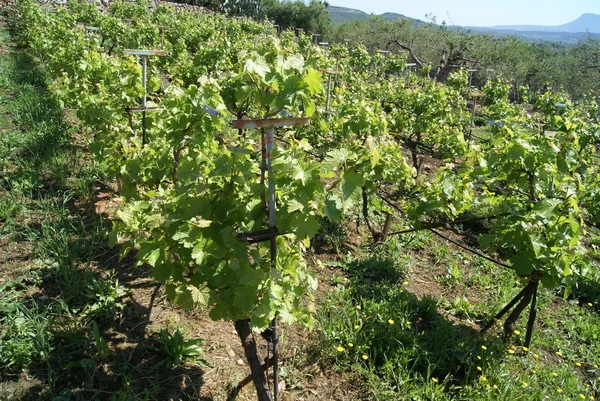 Champ viticole méditerranéen. vignoble — Photo