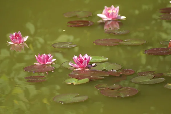 Lirios de agua rosada creciendo en un estanque — Foto de Stock