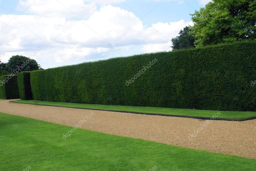 garden path and hedge