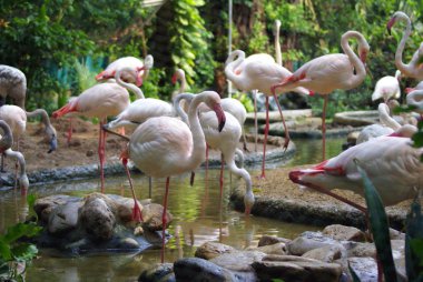 Flamingo kuşları Dusit Hayvanat Bahçesi, Bangkok, Tayland, Asya