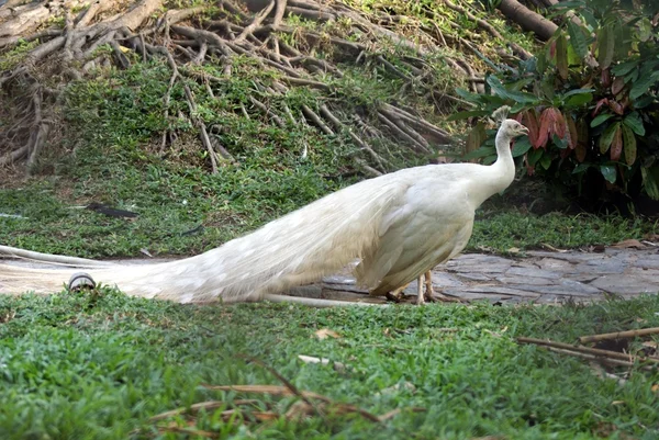 Pavão branco — Fotografia de Stock