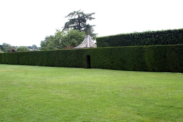 Hedge. — Fotografia de Stock