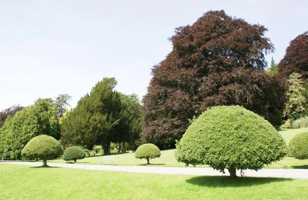 Yew topiary garden — Stock Photo, Image