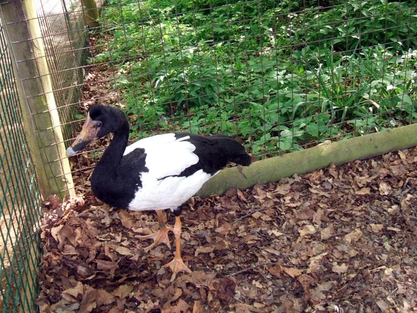 Bir büyük kuş kafesi ördek — Stok fotoğraf