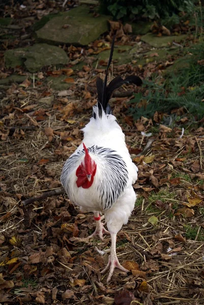 Rooster — Stock Photo, Image