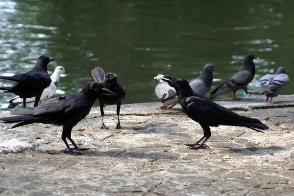 Kargalar ve güvercinler — Stok fotoğraf