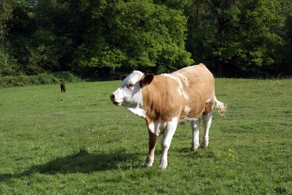Херефорд великої рогатої худоби. Телка корова — стокове фото