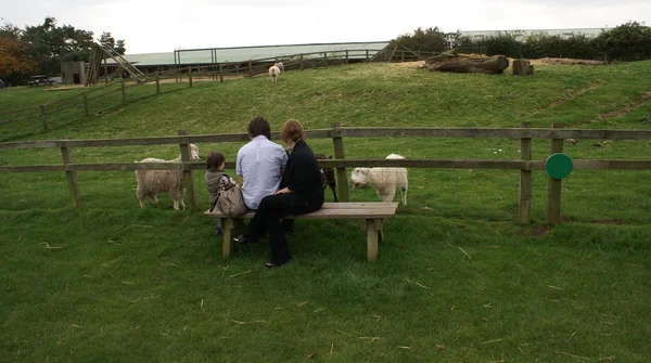 Couple sitting on a bench while a child feeds the sheep in a farm — Stock Photo, Image