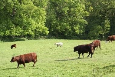 inek ve koyun bir tarım arazisi içinde