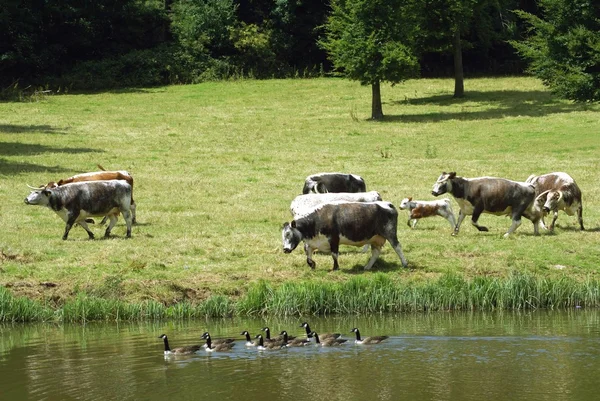 Holsteinische Friesenrinder. Kühe, Kälber und Enten — Stockfoto