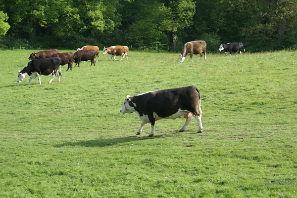 Holstein fríz szarvasmarha — Stock Fotó