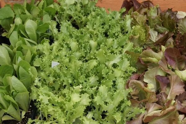 Würziger Salat — Stockfoto