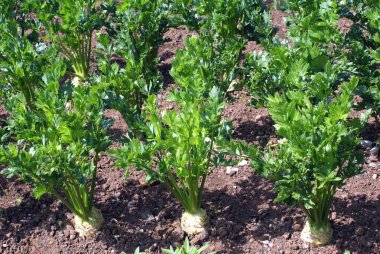 celeriac growing in an agricultural land clipart