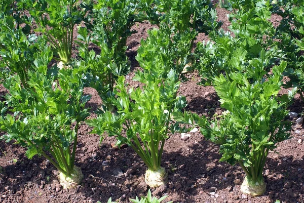 Celeriac growing in an agricultural land — Stock Photo, Image