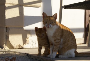 Onu yavru kedi ile sokak kedi