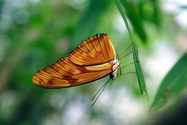 Borboleta — Fotografia de Stock