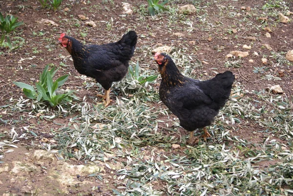 Black rock hens. black sex link hens. sex-links — Stock Photo, Image