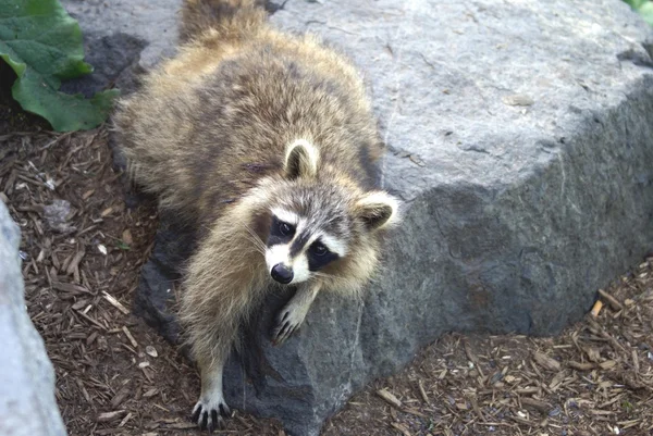 Raccoon — Stock Photo, Image