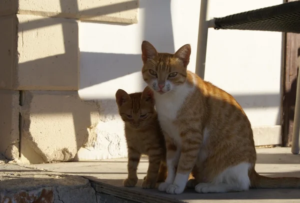 Onu yavru kedi ile sokak kedi
