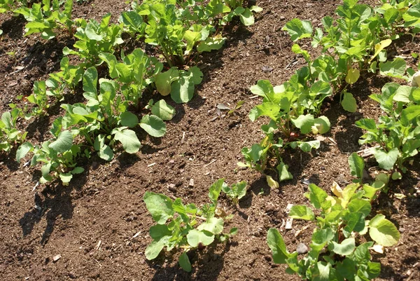 Radijs planten groeien in een land — Stockfoto