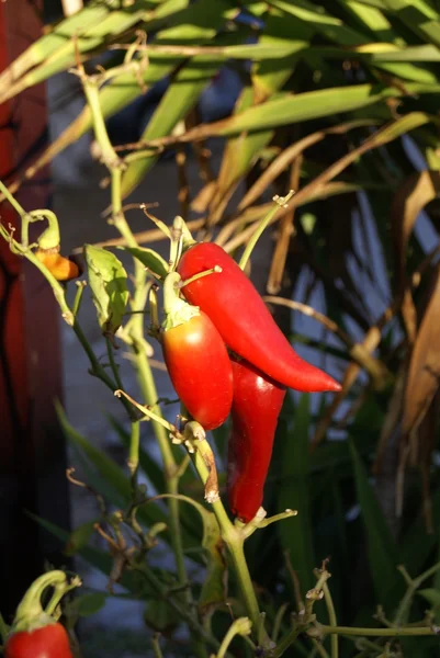 Chili pepper growing on a plant — Stock Photo, Image