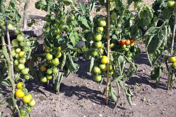 Tomatoes growing on plants — Stock Photo, Image